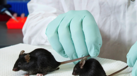 Jackson Lab Mouse Lab Pitches Cancer Dream | New Haven Independent